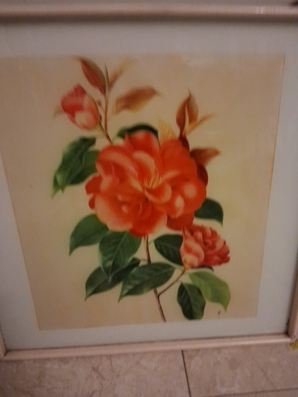 CAMELLIA PAUL JONES ORIGINAL Botanical PRINT